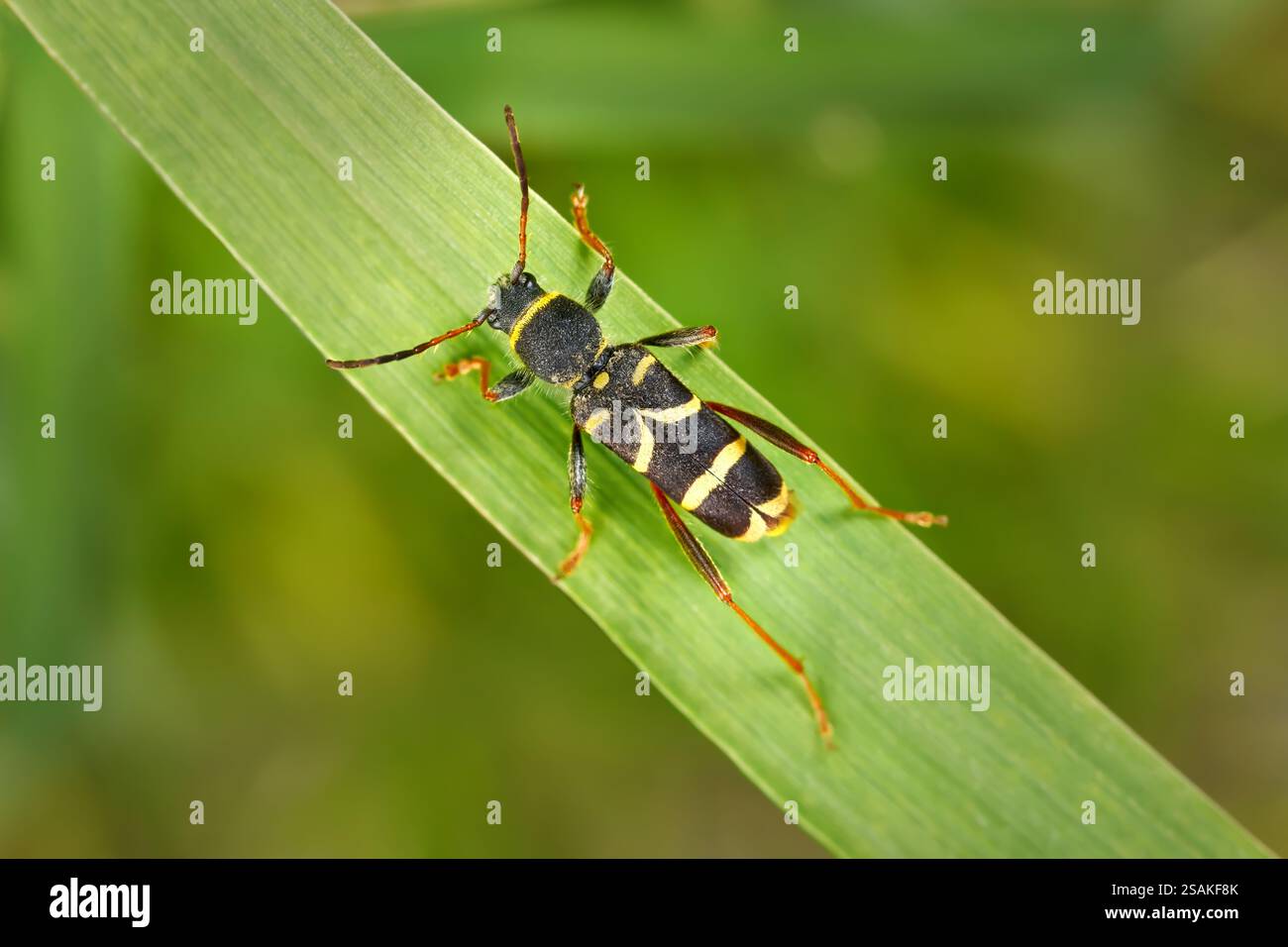 Scarabeo WASP (Clytus arietis) vista dorsale su un'ampia lama diagonale di erba Foto Stock
