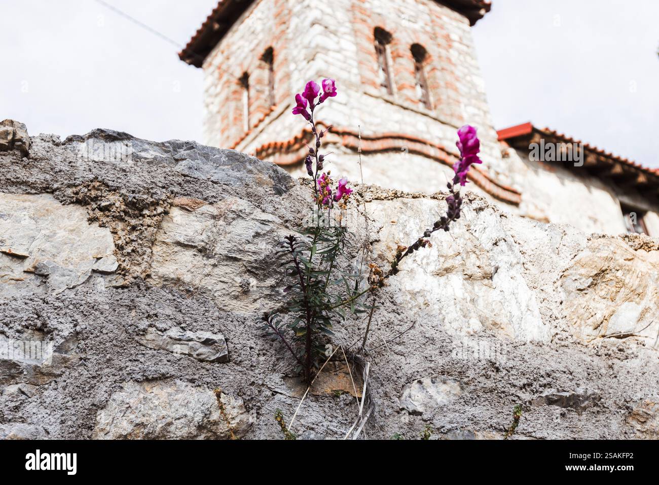 Un vivace fiore rosa fiorisce da una crepa in una parete di pietra, mostrando la resilienza della natura anche negli ambienti più difficili. Foto Stock