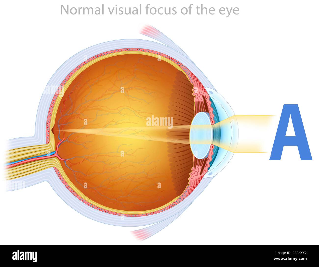 Illustrazione della normale messa a fuoco visiva dell'occhio. Grazie alla retina e alla corretta curvatura della cornea e della lente. Foto Stock