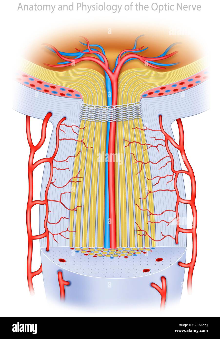 Illustrazione anatomica del nervo ottico, che trasmette segnali visivi dalla retina al cervello, consentendo la visione. Foto Stock