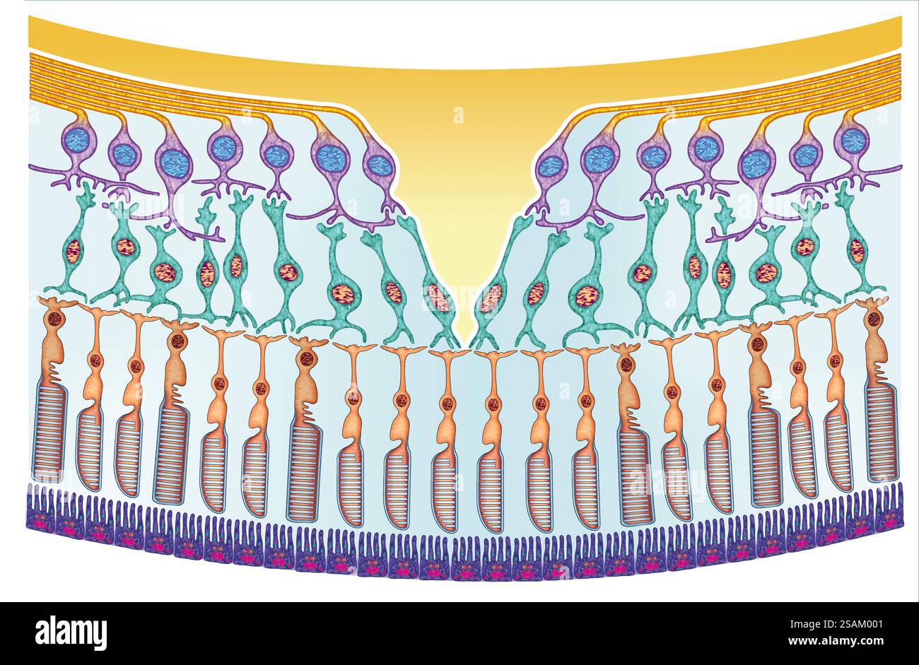 Segmento illustrativo della retina dell'occhio umano, che mostra la macula e le cellule fotosensibili dell'asta e del fotorecettore a cono. Foto Stock