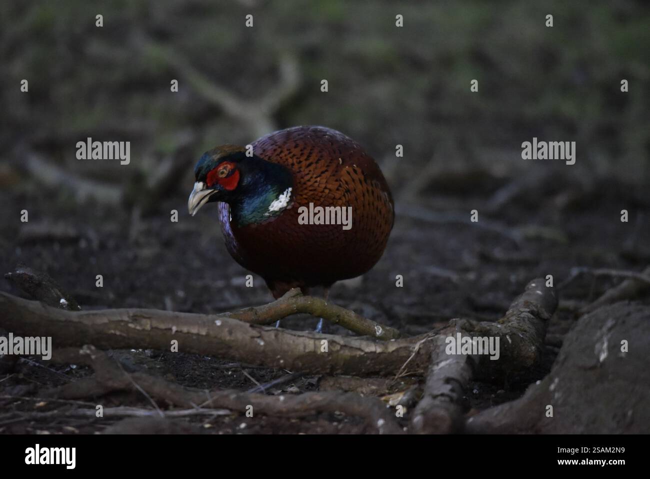 Fagiano comune maschile (Phasianus colchicus) camminando verso la telecamera sul pavimento della foresta, occhio sulla telecamera con la testa girata a sinistra dell'immagine, scattata nel Regno Unito Foto Stock