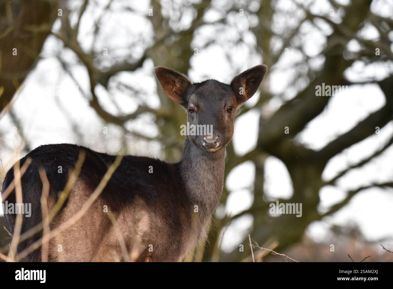 Metà superiore di un cervo incolto (Dama dama) con profilo a destra con la testa rivolta verso la telecamera, sullo sfondo di una foresta, scattata nel Regno Unito in inverno Foto Stock Metà superiore di un cervo incolto (Dama dama) con profilo a destra con la testa rivolta verso la telecamera, sullo sfondo di una foresta, scattata nel Regno Unito in inverno Foto Stock