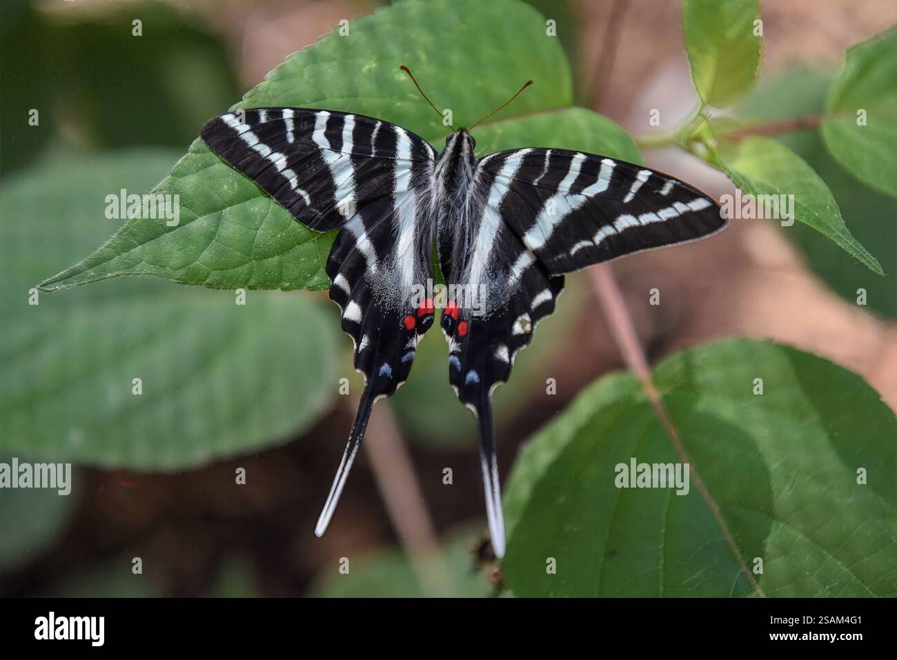 Farfalla Zebra a coda di rondine che mostra le sue impressionanti ali ali bianche e nere e i segni rossi, ideale per temi educativi e naturali del mondo. Foto Stock