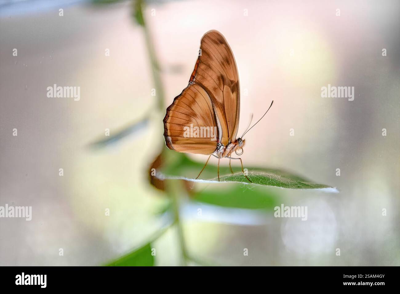 Farfalla Julia con ali traslucide delicatamente appollaiate su una foglia, offrendo un soggetto perfetto per studi sul comportamento della farfalla e sulla fotografia naturalistica. Foto Stock