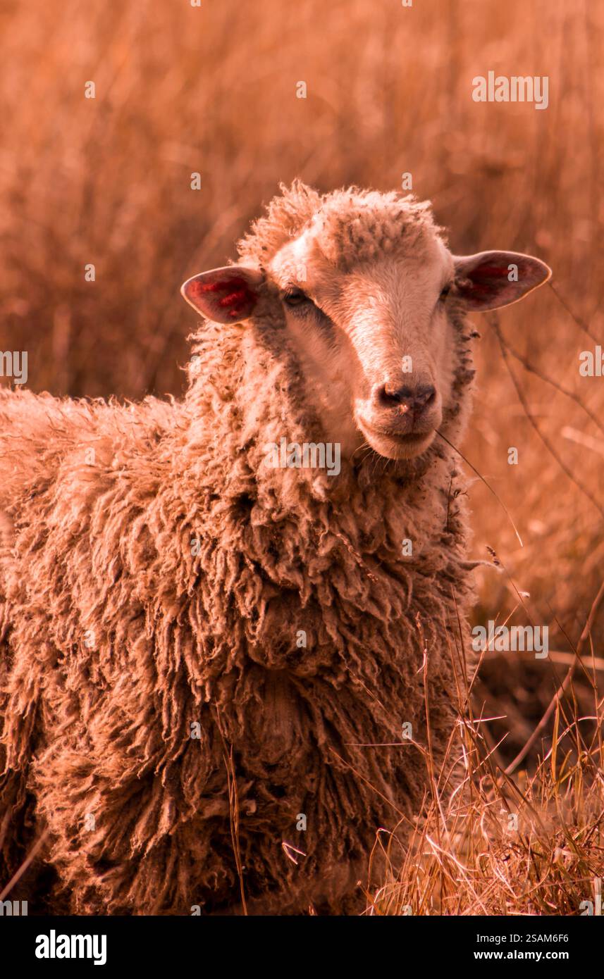 Ritratto ravvicinato di una pecora con lana morbida e occhi delicati, catturato dalla luce naturale. Perfetto per design a tema agricolo, agricolo e rurale. Foto Stock