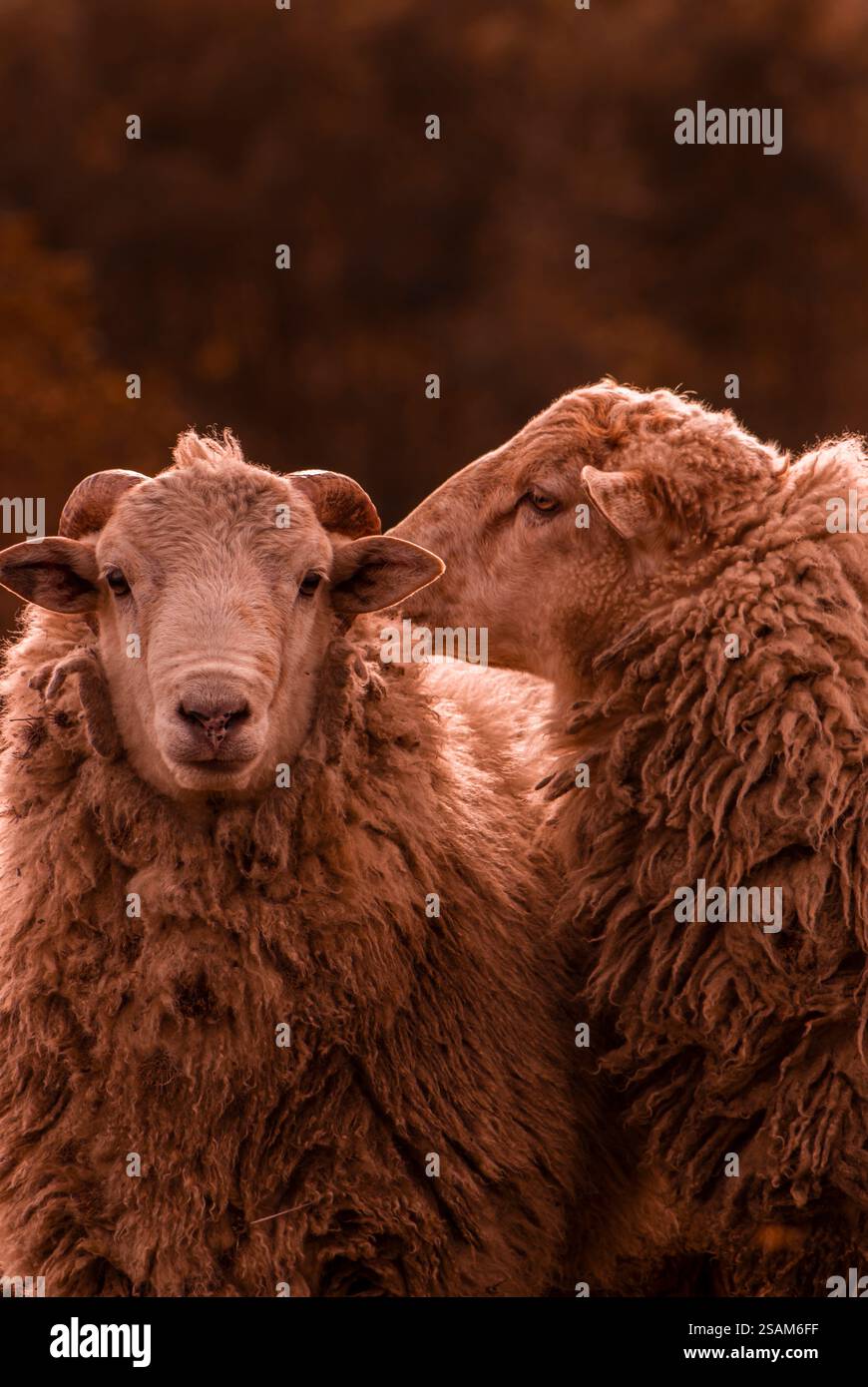 Primo piano di una pecora e di un ariete in piedi insieme con luce naturale. Foto Stock