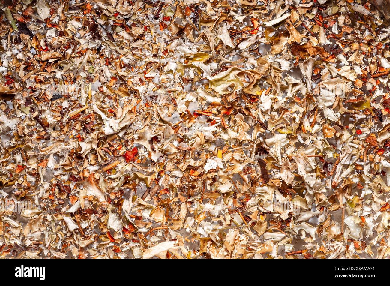 Una dettagliata consistenza di muschio islandese essiccato, spesso utilizzato per tinture di tosse e rimedi a base di erbe. Foto Stock