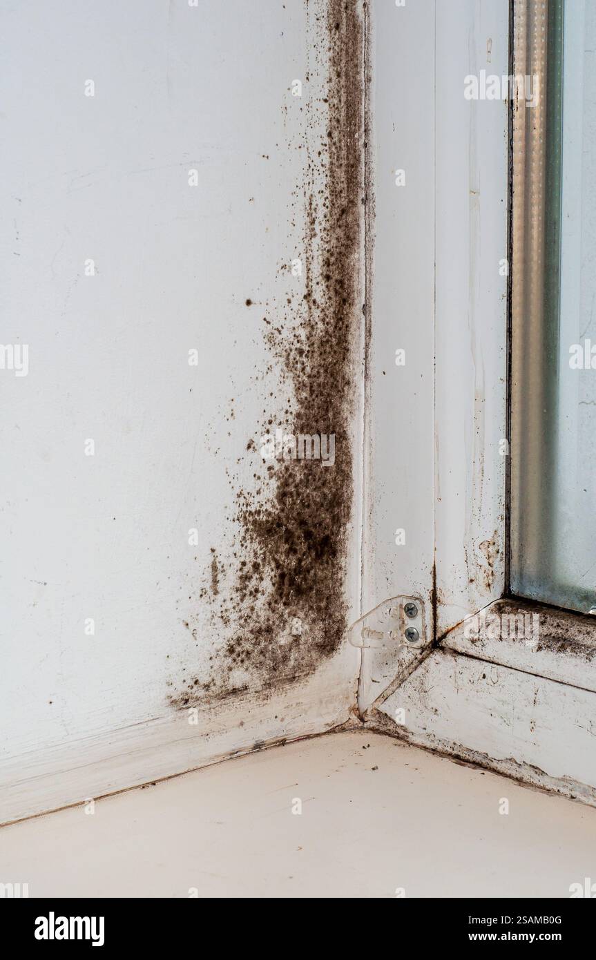 Stampo nero sul pendio della finestra, finestra in plastica con condensa. Il problema del congelamento delle pareti in inverno. Foto Stock