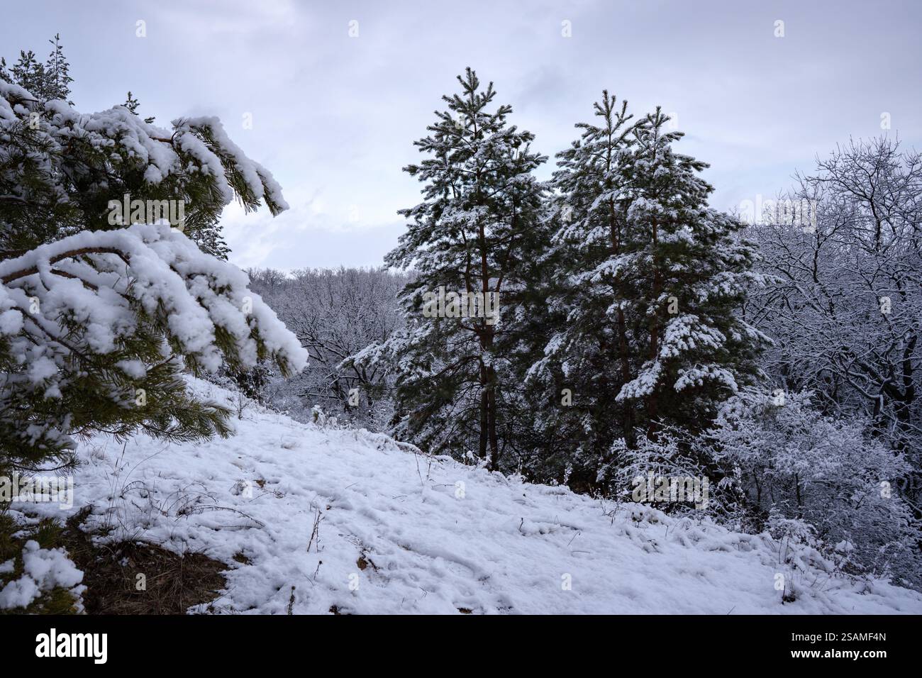 una fiaba invernale bianca quando i pini sono completamente ricoperti di uno strato di neve Foto Stock
