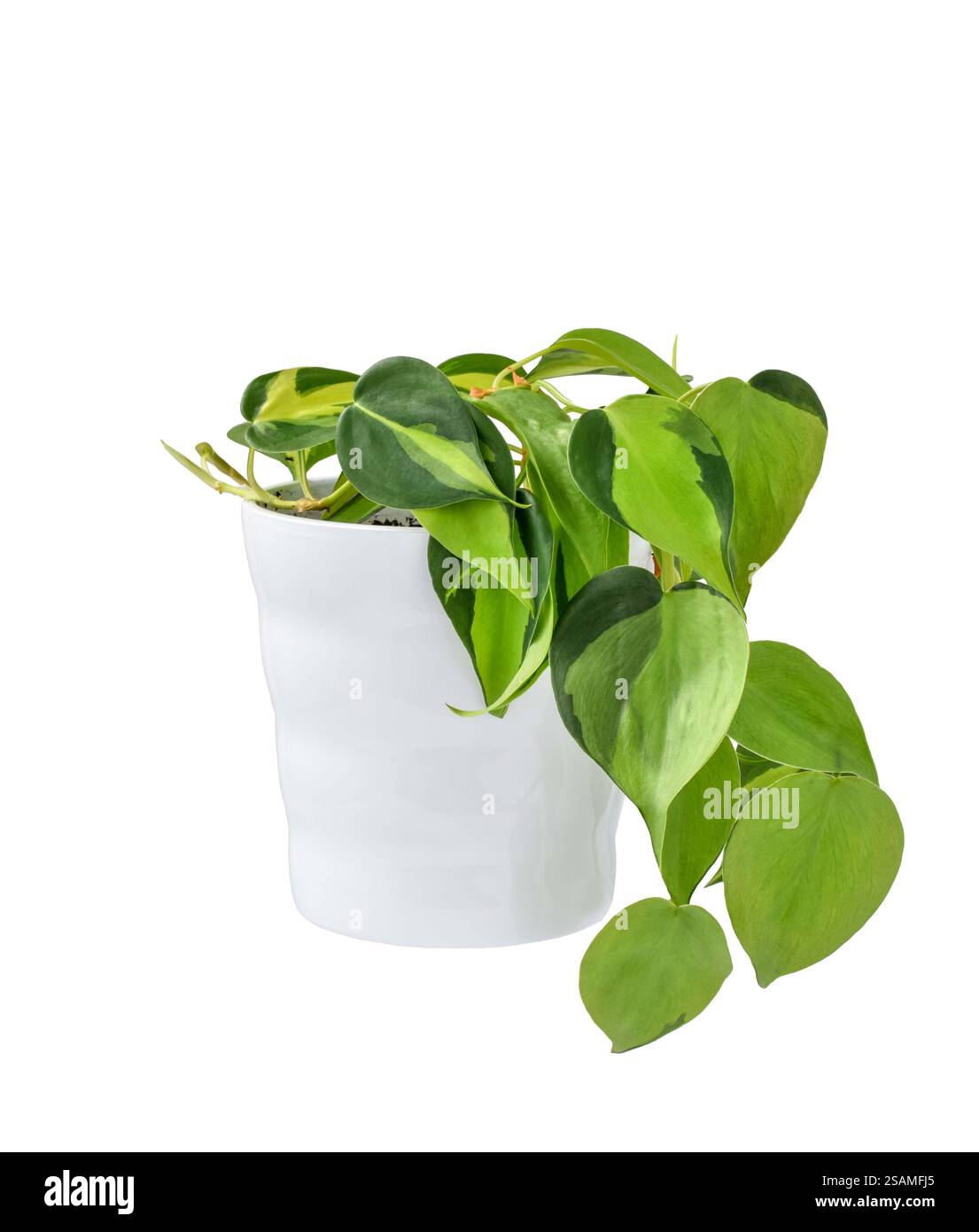 Pianta domestica verde filodendron brasil in vaso bianco con intaglio isolato su bianco Foto Stock