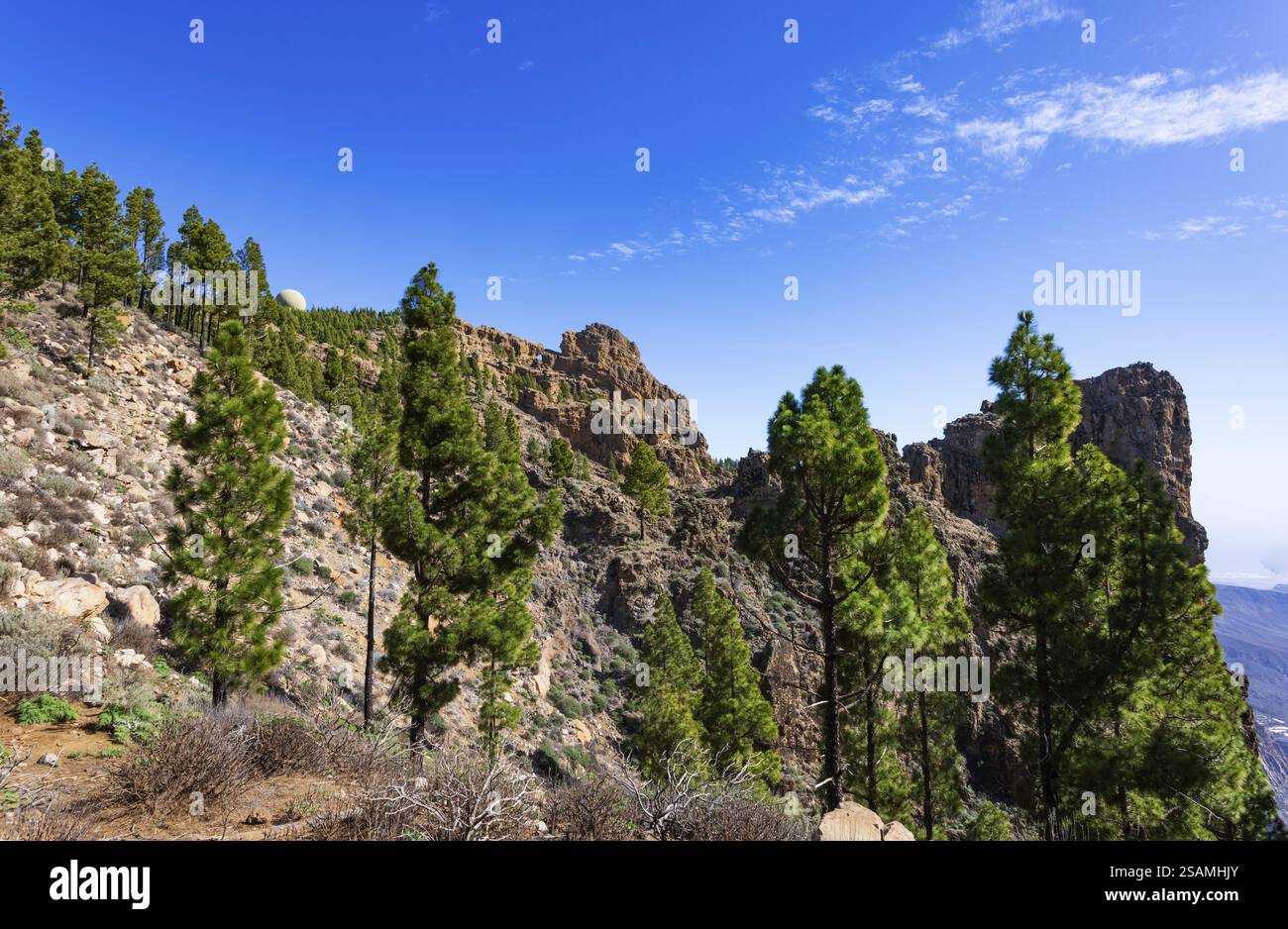 Foresta di pini intorno alla cima di Pico de las Nieves, Gran Canaria, Isole Canarie, Spagna, Europa Foto Stock