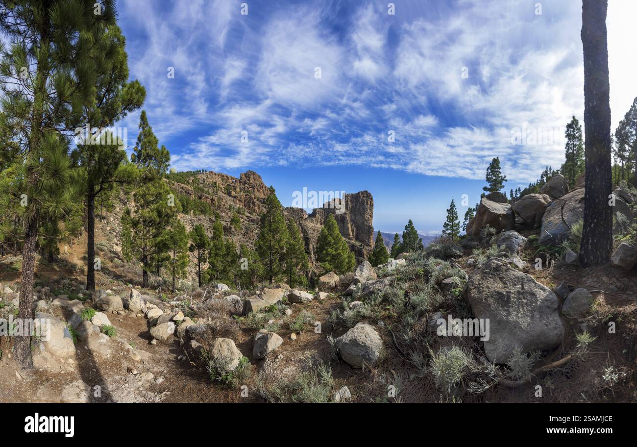 Foresta di pini intorno alla cima di Pico de las Nieves, Gran Canaria, Isole Canarie, Spagna, Europa Foto Stock