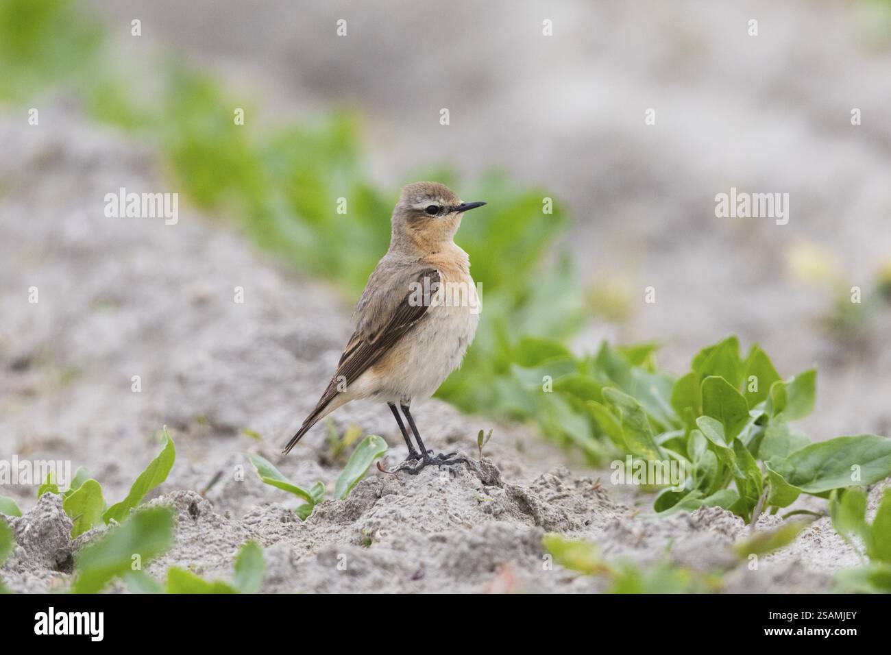 Wheatear (Oenanthe Oenanthe), femmina, in piedi nel raccolto di giovani piante, nel tardo inverno, sulla migrazione verso nord, Texel, Olanda Foto Stock