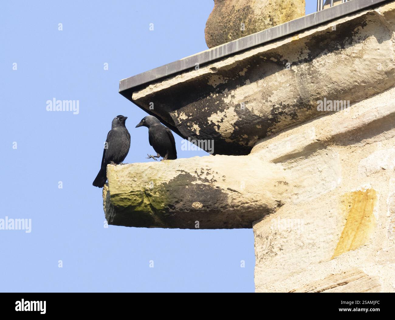 WESTERN Jackdaw (Corvus monedula), due uccelli adulti appollaiati sulla cornice di un edificio, Assia, Germania, Europa Foto Stock