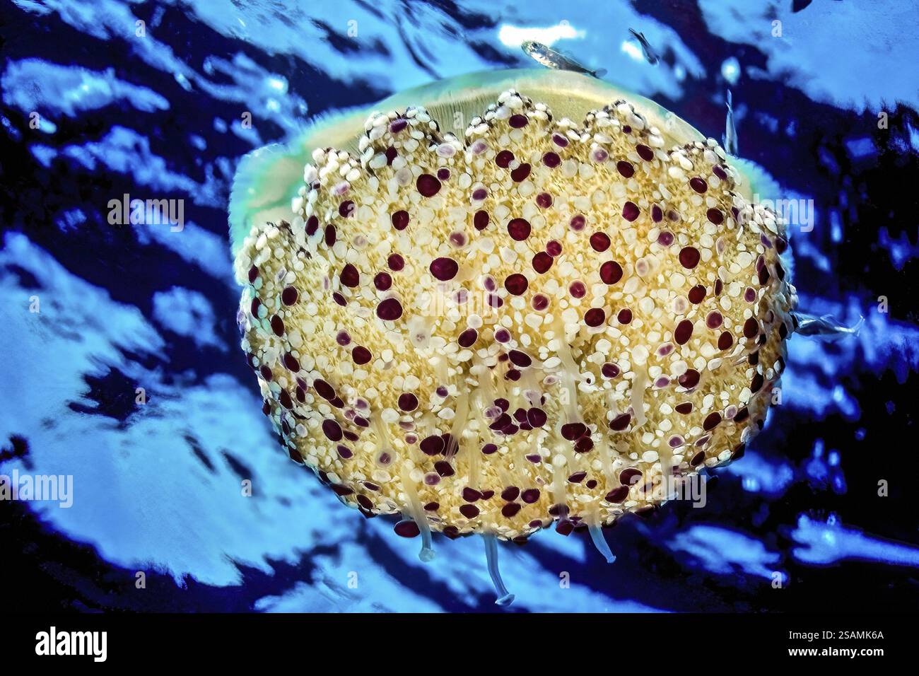 Meduse d'uovo a specchio (Cotylorhiza tuberculata) la medusa della Corona nuota attivamente attraverso il mare blu aperto l'alto mare offre riparo per i piccoli pesci sopra Foto Stock