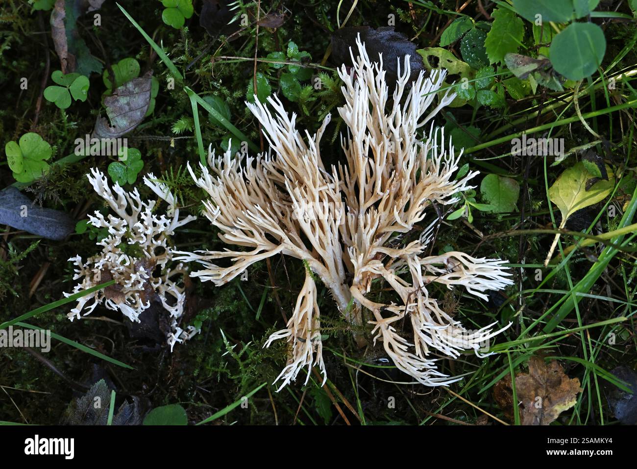 Ramaria gracilis, noto come sottile fungo corallo, funghi selvatici dalla Finlandia Foto Stock