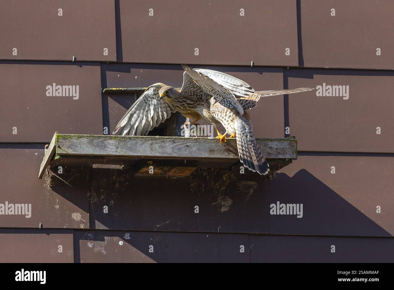 Kestrel comune (Falco tinnunculus), due uccelli adulti, una coppia di riproduzione di fronte a un ingresso nidificante in un muro di casa, un uccello dà all'altro uccello un Foto Stock