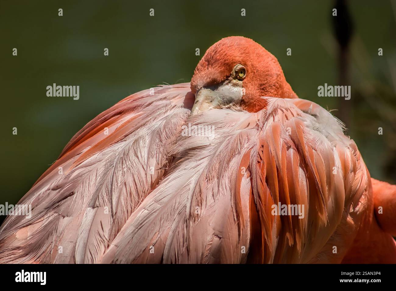 Un uccello rosa con una coda bianca. L'uccello sta riposando la testa sulla schiena. L'uccello è in una zona verde Foto Stock