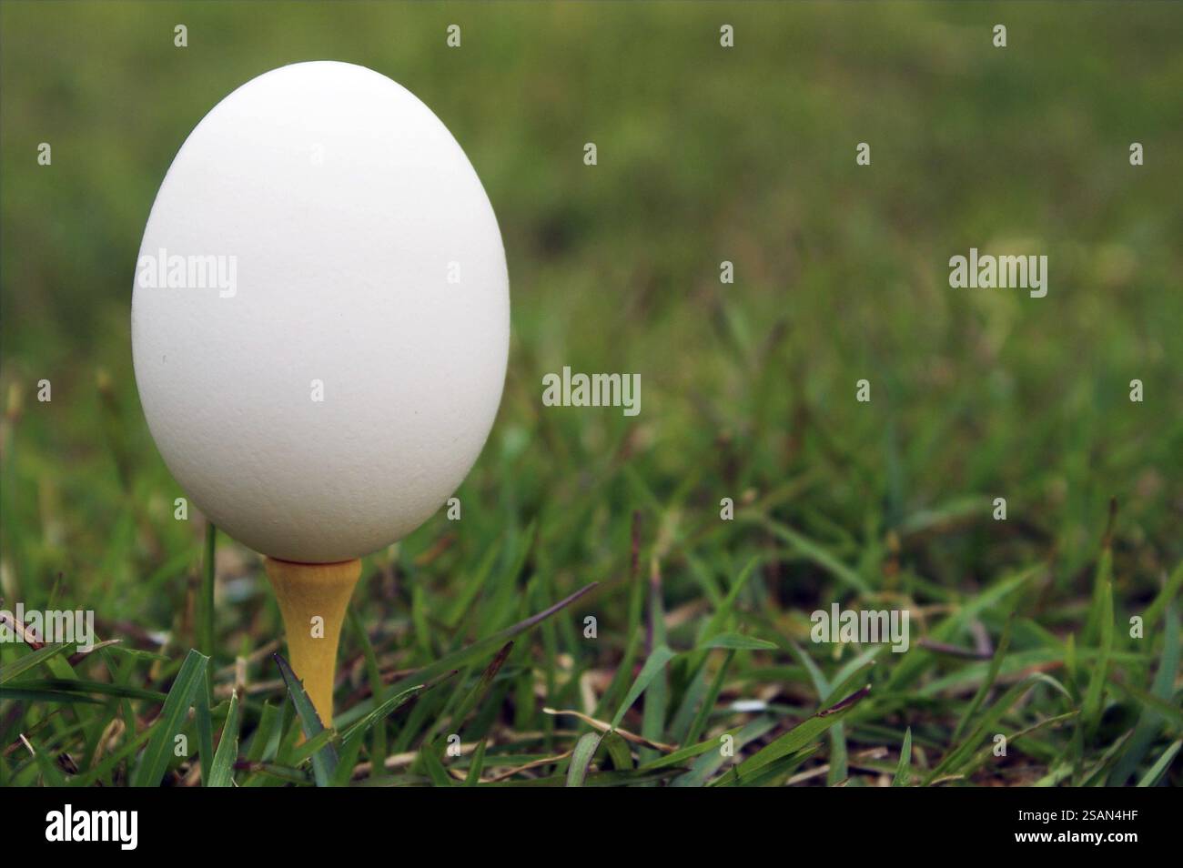 Un uovo fresco della fattoria su un tee da golf Foto Stock
