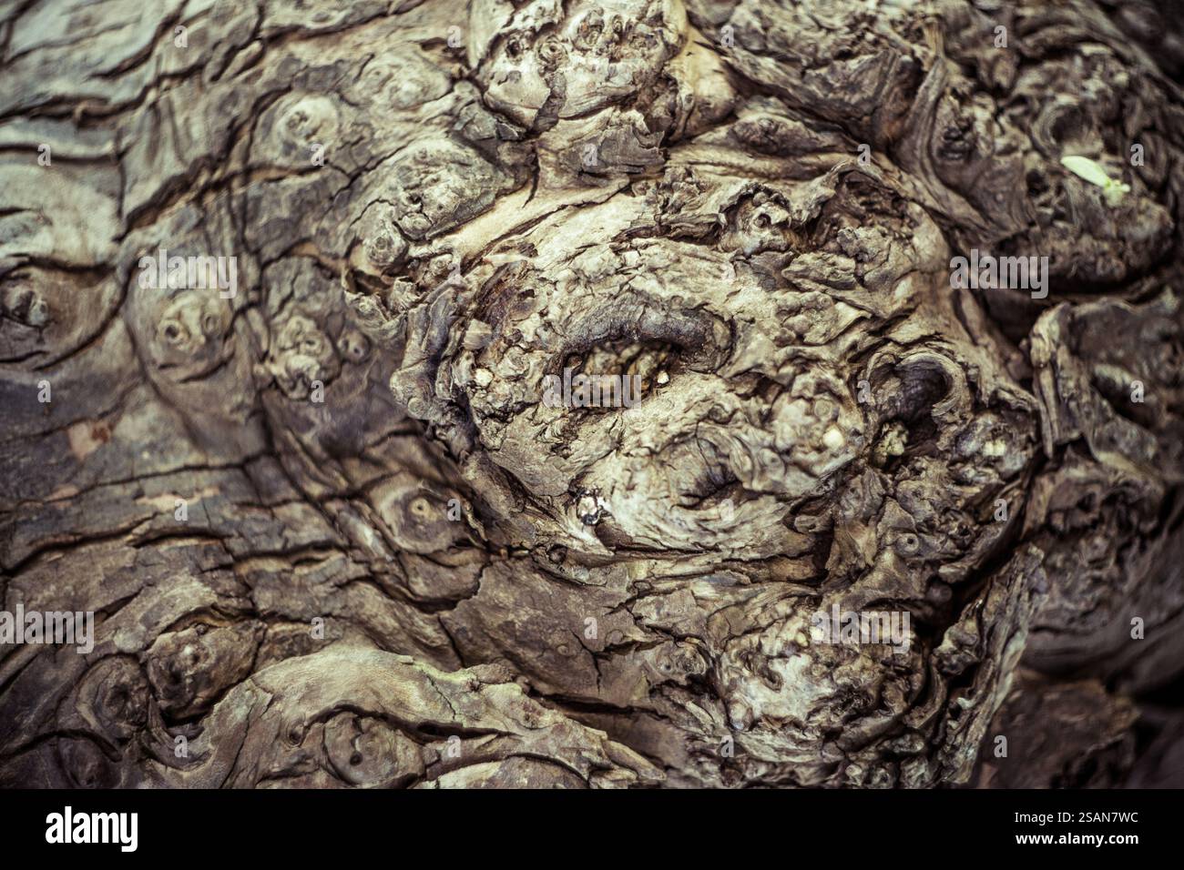 Foto di una superficie di un albero a Sines, Portogallo. Foto Stock