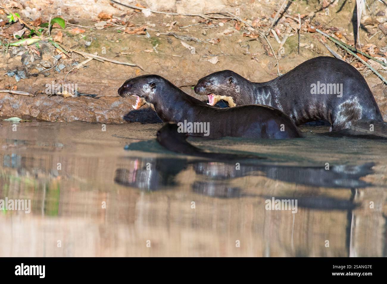 Lontre giganti di fiume (Pteronura brasiliensis) sulle rive del fiume Cuiaba, Pantanal, Brasile. Foto Stock