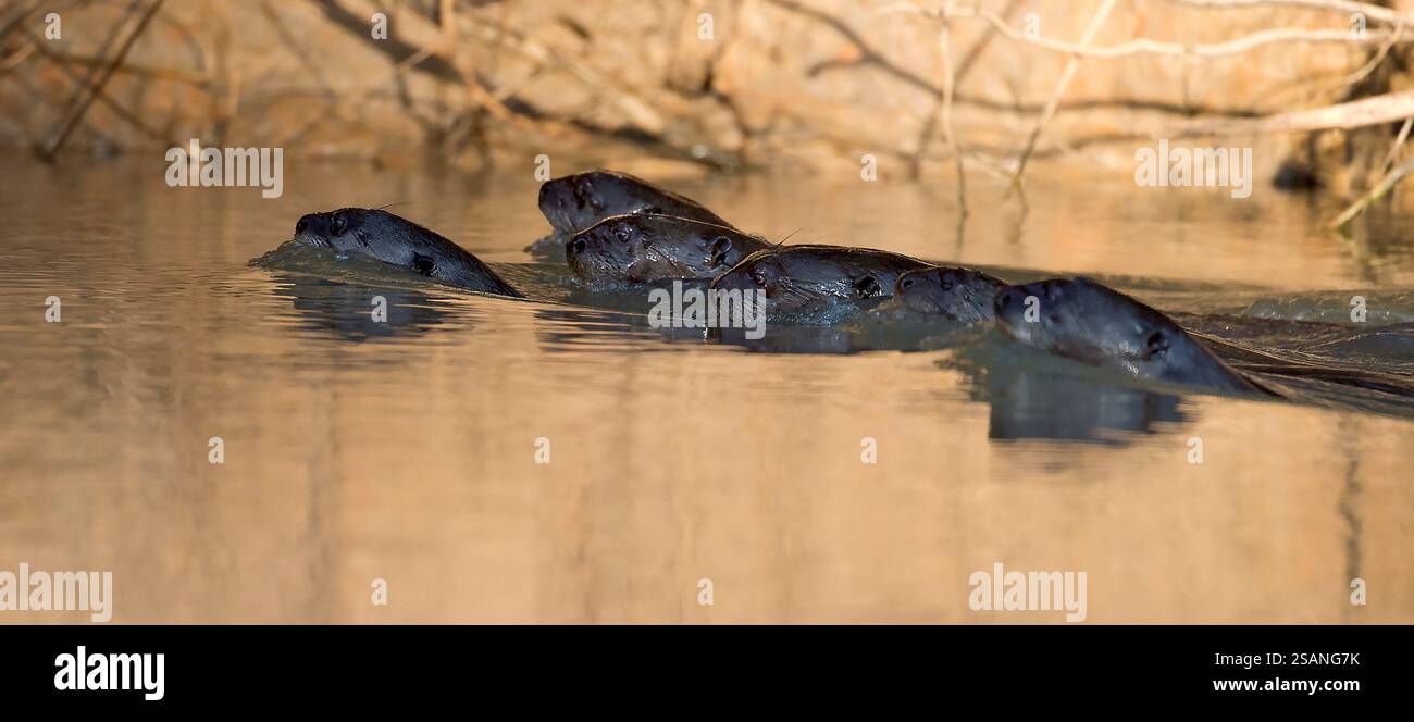 Lontre giganti di fiume (Pteronura brasiliensis) che nuotano nel fiume Cuiaba, Pantanal, Brasile. Foto Stock