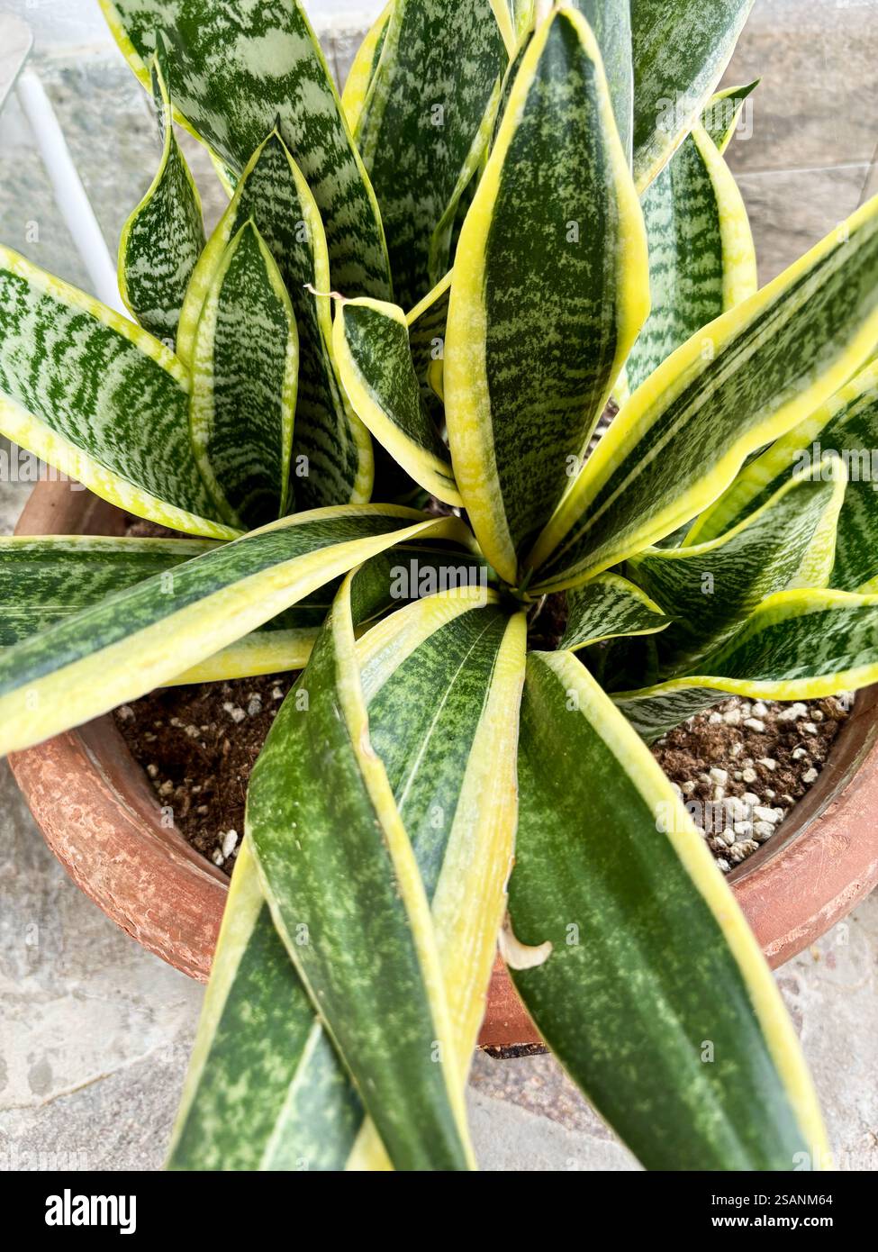 Pianta ornamentale Sansevieria Trifasciata o pianta di serpente in vaso. Concetto di giardinaggio. Foto Stock