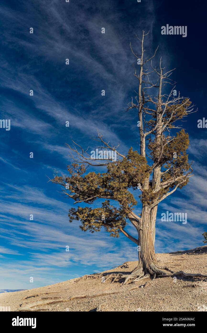 Pine Tree, Bryce Canyon National Park, Utah, Stati Uniti Foto Stock