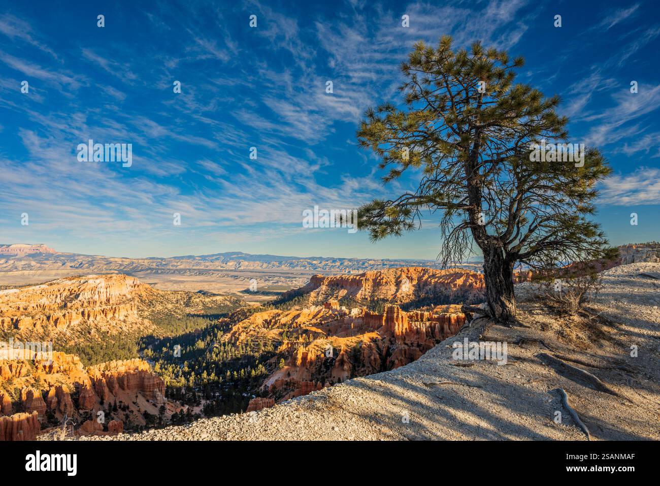 Pine Tree, Bryce Canyon National Park, Utah, Stati Uniti Foto Stock