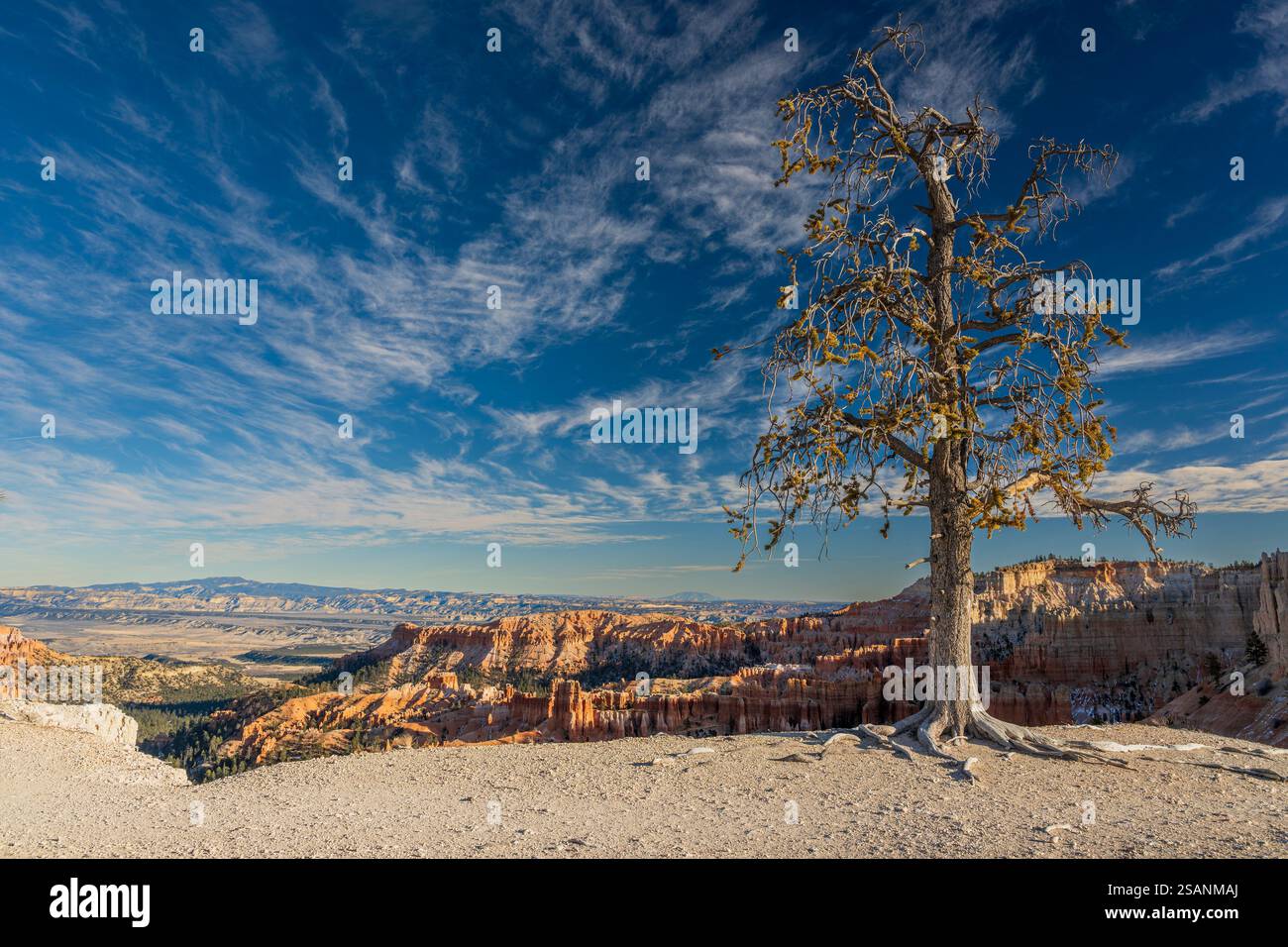 Pine Tree, Bryce Canyon National Park, Utah, Stati Uniti Foto Stock