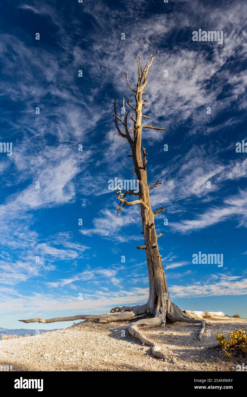 Pino morto, Bryce Canyon National Park, Utah, Stati Uniti Foto Stock