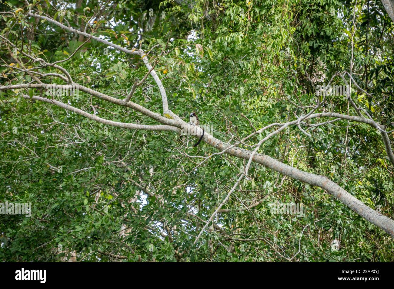 Tour della fauna selvatica del lago Gatun, Santa Rita, Panama Foto Stock