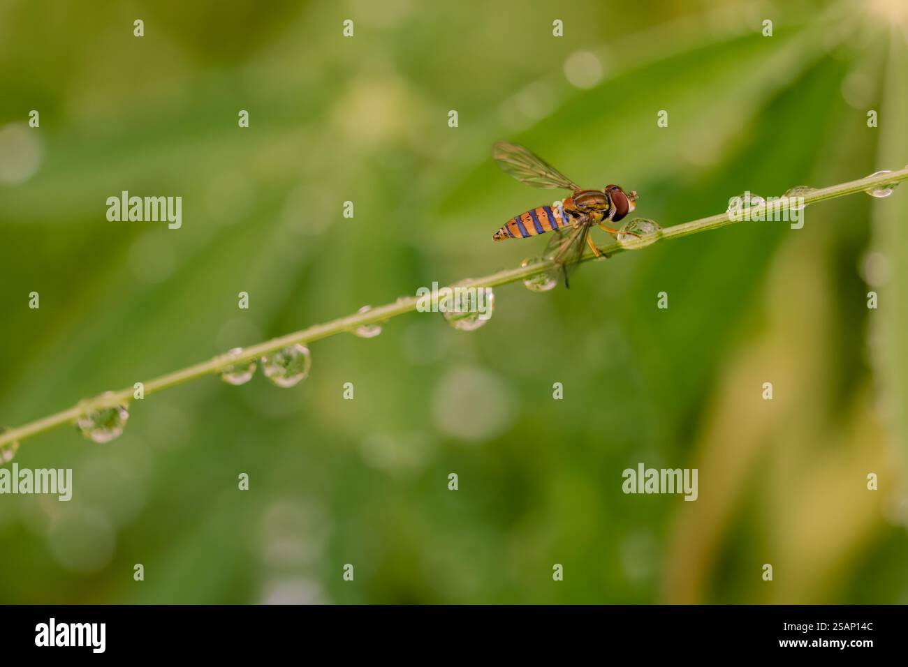 Macrofotografia di una mosca a righe su una paglia bagnata, in una foresta nelle montagne andine orientali della Colombia centrale, vicino a Villa de Leyva. Foto Stock