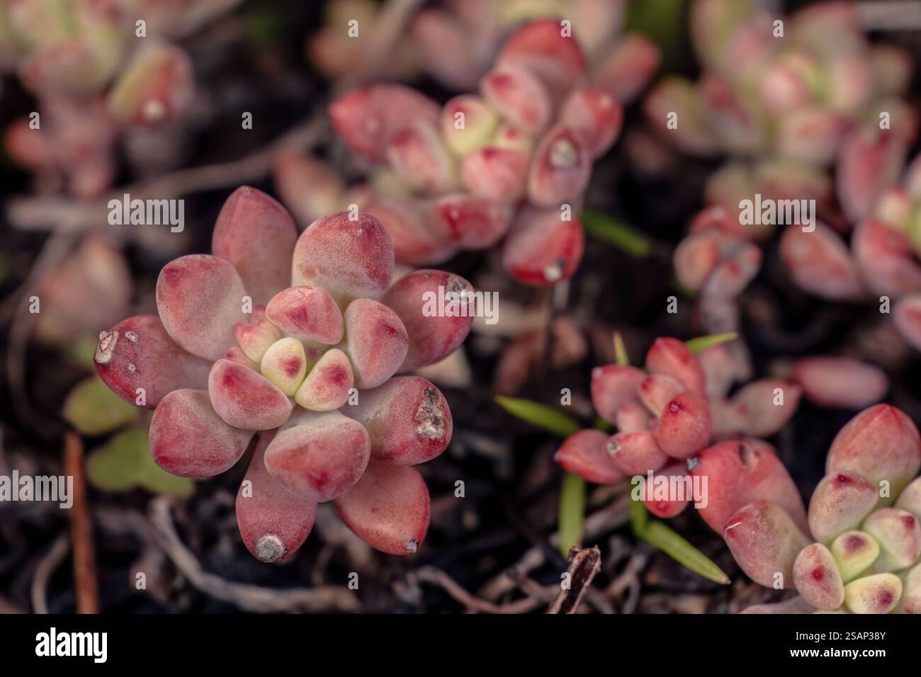 Foto ravvicinate di una pianta succulenta di gelatina, in una fattoria nelle montagne andine orientali della Colombia centrale, vicino alla città di Villa de Leyva. Foto Stock Foto ravvicinate di una pianta succulenta di gelatina, in una fattoria nelle montagne andine orientali della Colombia centrale, vicino alla città di Villa de Leyva. Foto Stock