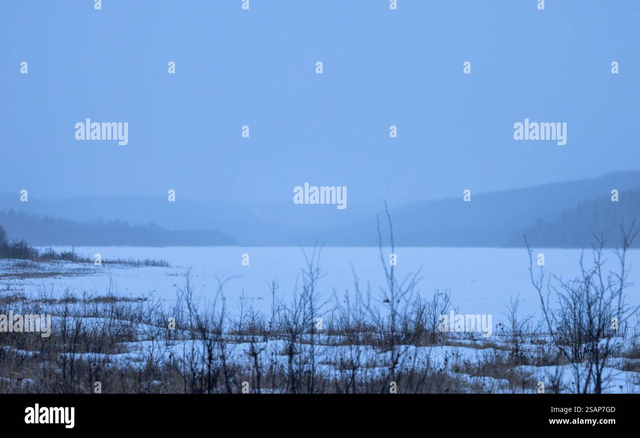 Piante ai margini del lago Bolio in una giornata autunnale nuvolosa e nevosa vicino a Delta Junction, Alaska. Foto Stock
