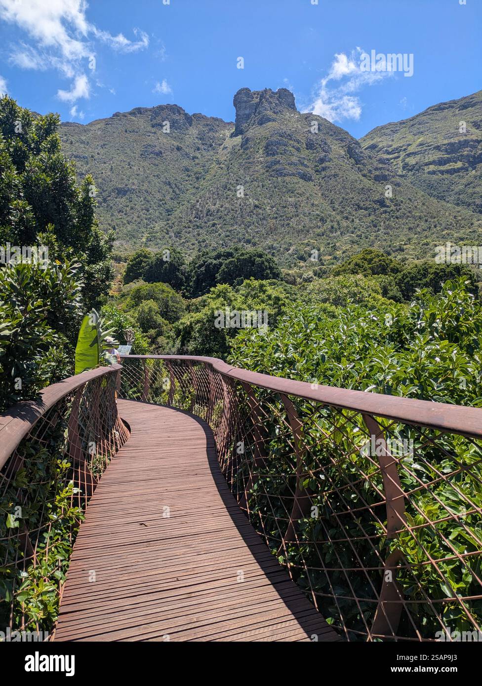 passeggiata tra i giardini botanici di kirstenbosch Foto Stock