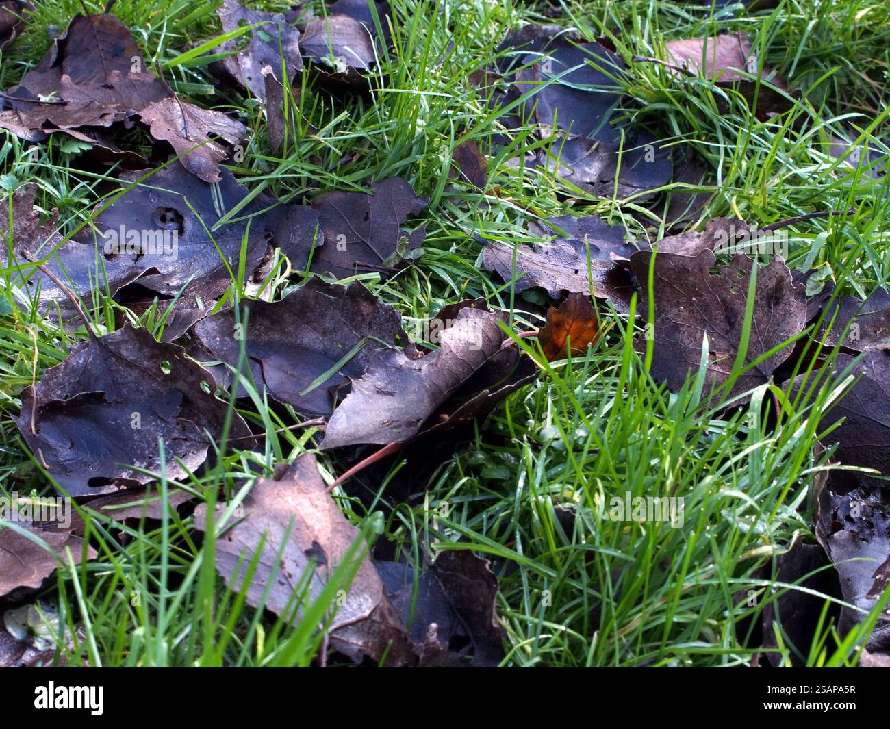 populus caduto lascia su erba umida (poa annua L.) con goccioline d'acqua a Bonn, Germania. Concetto: Natura, conservazione, verde, fresco, naturale Foto Stock