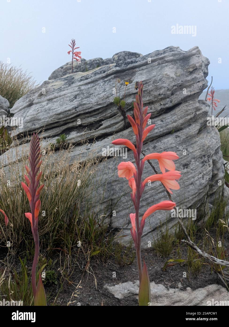 fiore di corallo contro la roccia striata sulla montagna della tavola Foto Stock
