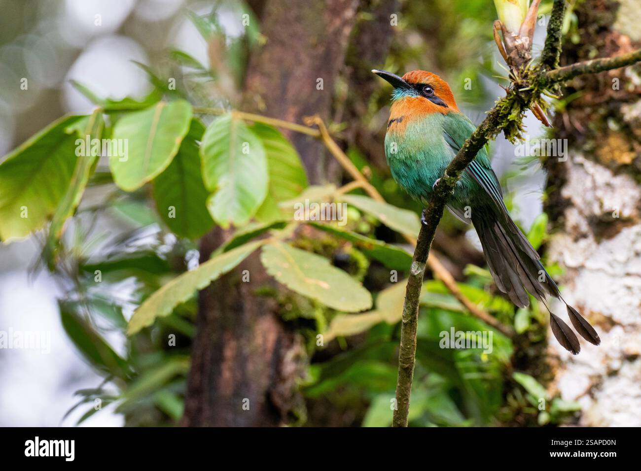 Costa Rica, Arenal. Motmot a fattura larga (Electron platyrhynchum) Foto Stock