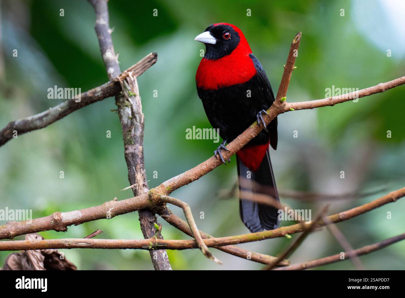 Costa Rica, Arenal. Tanager con colletto a cremisi (Ramphocelus sanguinolentus) maschio. Foto Stock