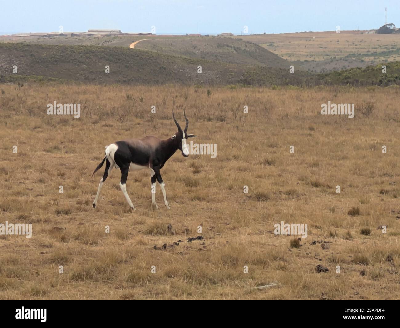 Bontebok singolo alla riserva di caccia Botlierskop Foto Stock
