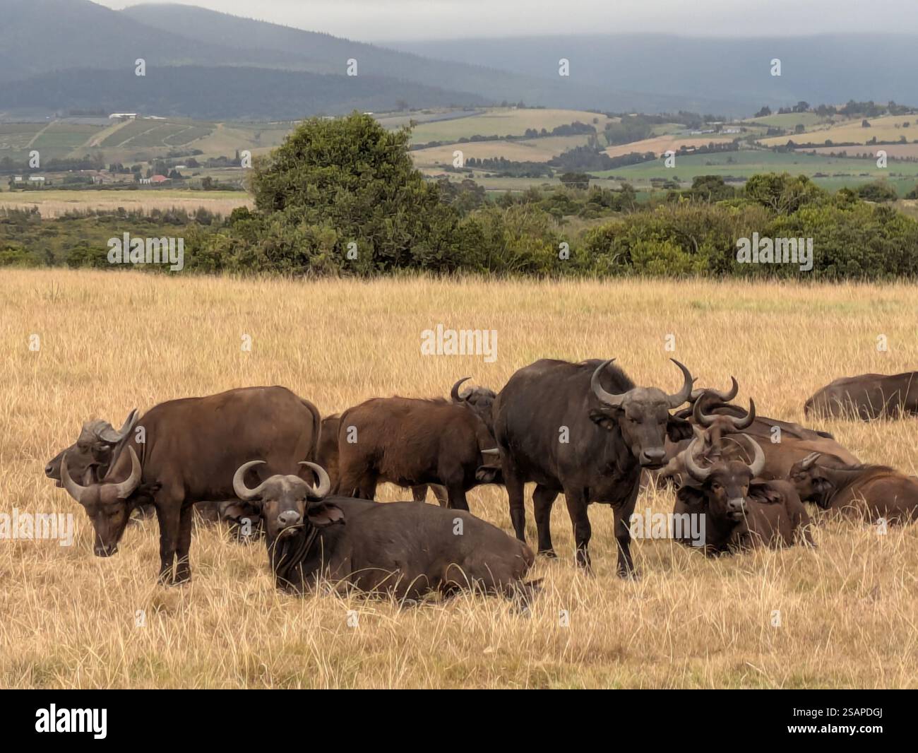 Branco di bufali seduti Botlierskop Game Reserve Foto Stock Branco di bufali seduti Botlierskop Game Reserve Foto Stock