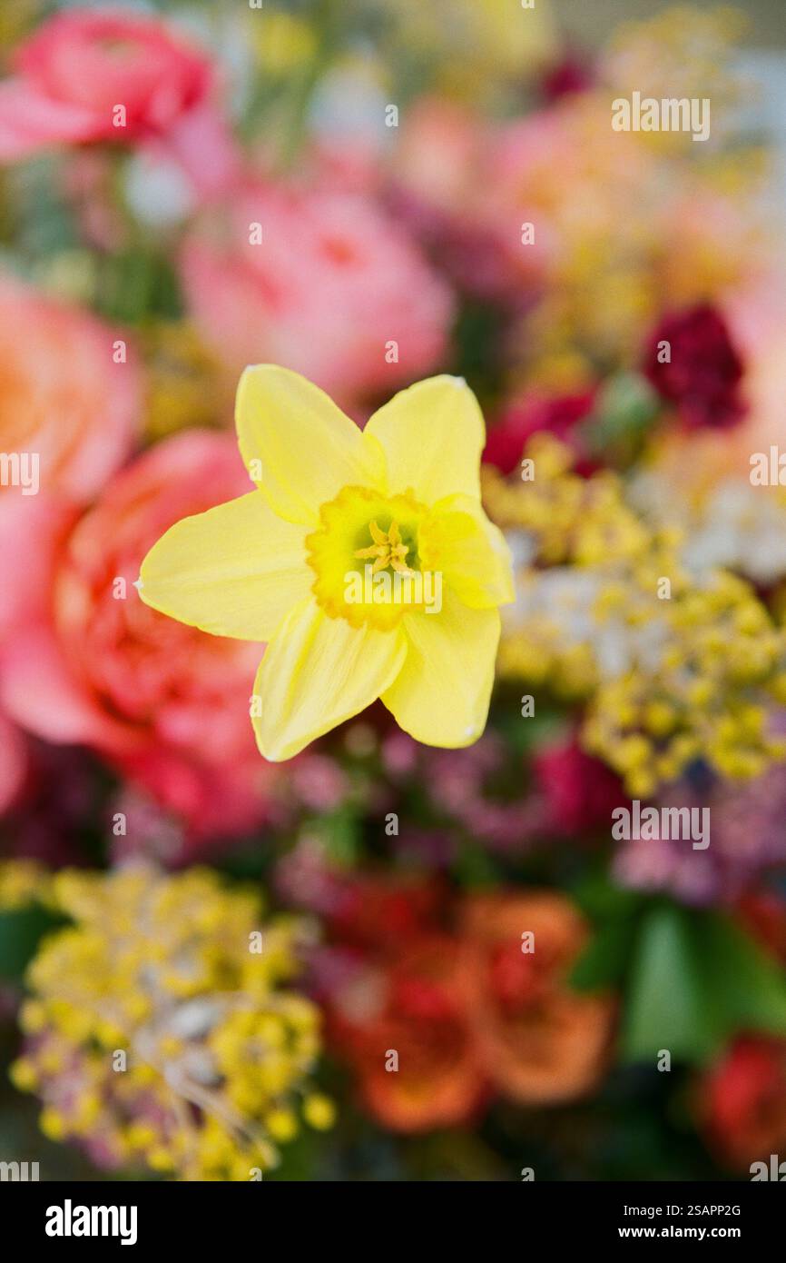 Un singolo narciso giallo si distingue in un bouquet colorato pieno di rose rosa, fiori viola e vari piccoli fiori, creando un vivace e gioioso Foto Stock
