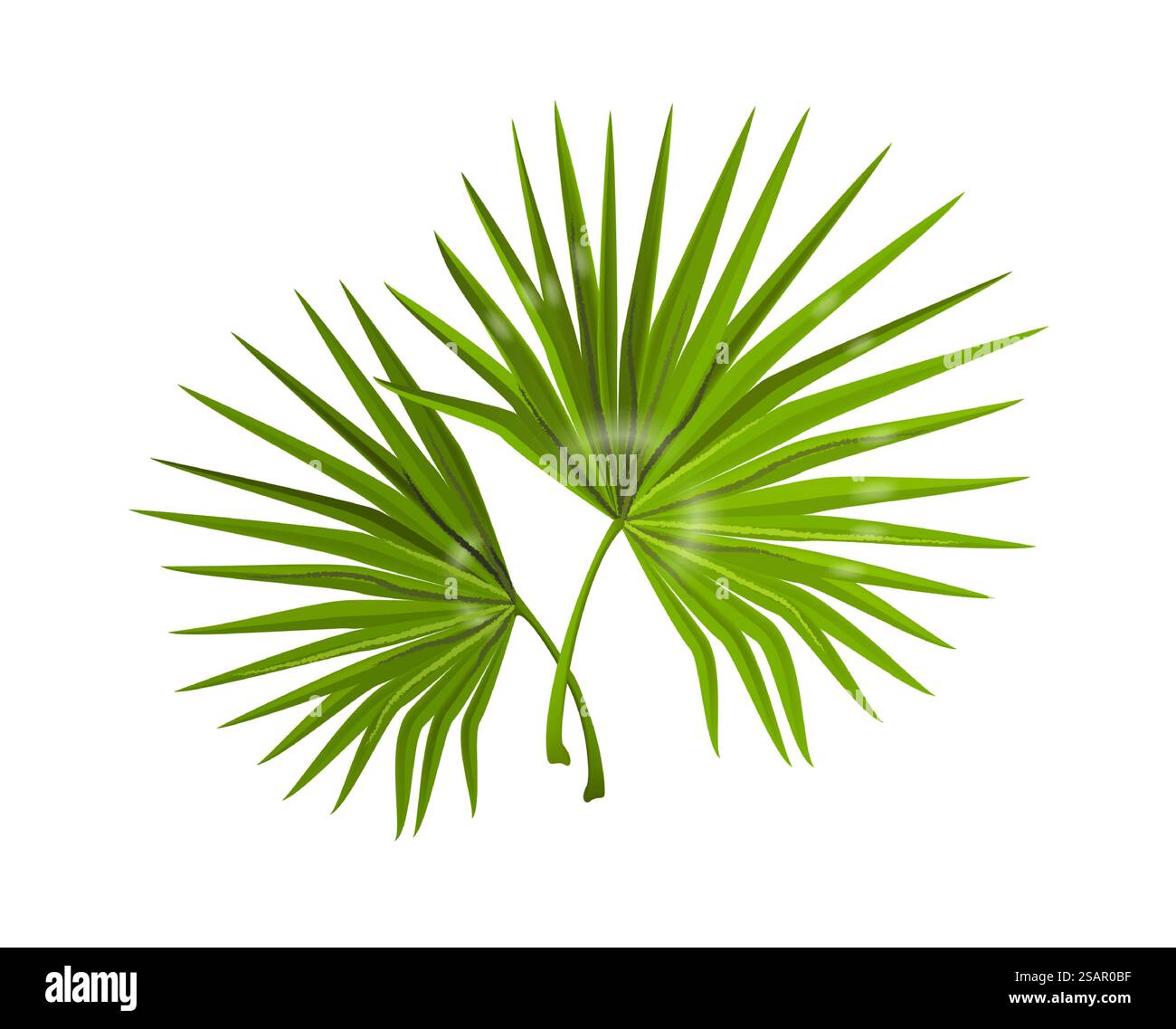 Foglie della giungla. Rami di monstera realistici con fogliame lungo e stretto. Composizione delle piante forestali tropicali. Sfondo naturale decorativo per spa e poster di bellezza. Vegetazione di palme vettoriali. Foglie della giungla. Rami di monstera realistici con fogliame lungo e stretto. Composizione delle piante forestali tropicali. Sfondo naturale decorativo per spa e poster di bellezza. Vegetazione di palme vettoriali Illustrazione Vettoriale