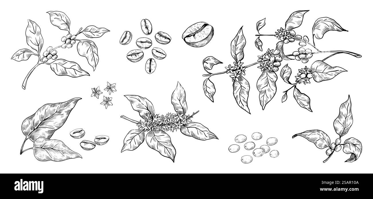 Chicchi di caffè. Rami di alberi di arabica disegnati a mano con foglie e semi. Schizzo di piante tropicali in fiore. Collezione botanica biologica in bianco e nero. Set di elementi isolanti decorativi naturali vettoriali. Chicchi di caffè. Rami di alberi di arabica disegnati a mano con foglie e semi. Piante tropicali in fiore. Collezione botanica biologica in bianco e nero. Set di elementi decorativi naturali vettoriali Illustrazione Vettoriale