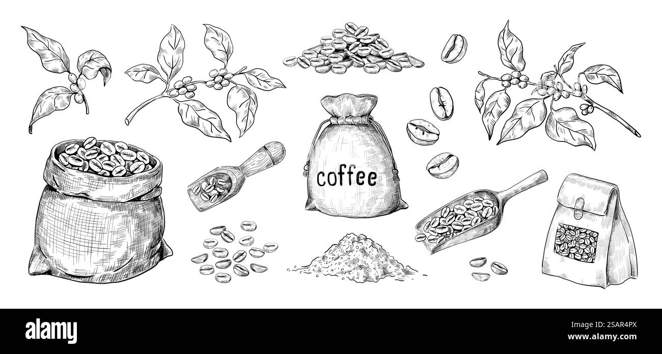 Caffè estratto a mano. Semi di arabica e sacchetti pieni di chicchi arrostiti. Rami con foglie. Cucchiai di legno isolati. Ingredienti biologici per la preparazione di bevande aromatiche a base di caffeina. Insieme di schizzi vettoriali in bianco e nero. Caffè estratto a mano. Semi di arabica e sacchetti pieni di chicchi arrostiti. Rami con foglie. Cucchiai di legno. Ingredienti biologici per preparare bevande a base di caffeina. Insieme di schizzi vettoriali in bianco e nero Illustrazione Vettoriale