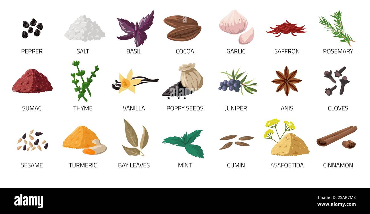 Set di spezie. Condimento alimentare a base di cartoni animati. Cucinare gli ingredienti per la ricetta. Foglie di aglio e basilico isolate. Chiodi di garofano naturali o cumino. Peperoncino piccante. Raccolta di condimenti in polvere freschi o secchi biologici vettoriali. Set di spezie. Condimento alimentare a base di cartoni animati. Cucinare gli ingredienti per la ricetta. Foglie di aglio e basilico. Chiodi di garofano naturali o cumino. Peperoncino piccante. Condimenti in polvere freschi o secchi biologici vettoriali Illustrazione Vettoriale