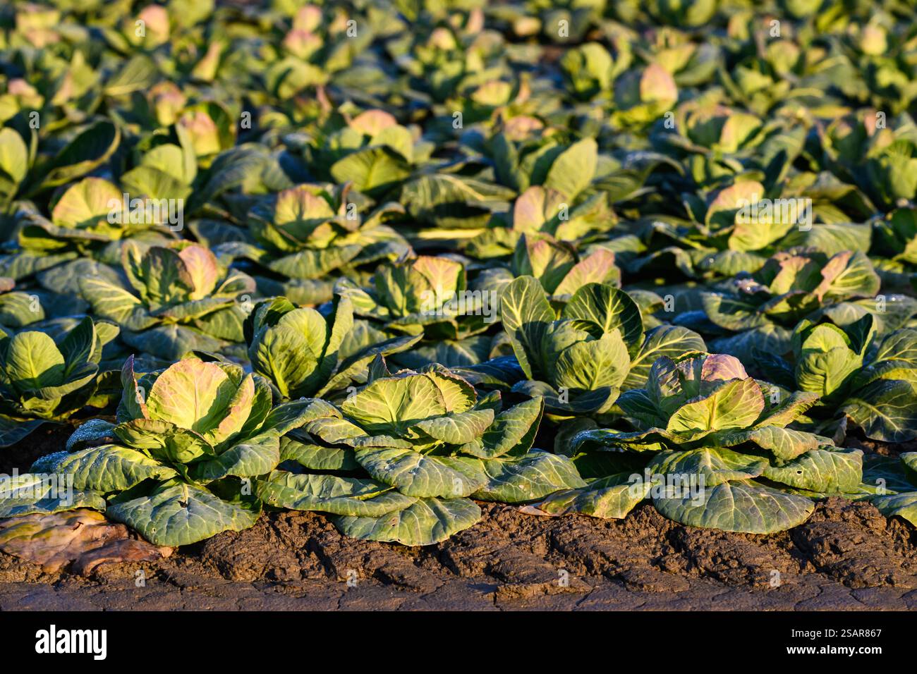Campo agricolo di cavolo in fattoria in inverno Foto Stock
