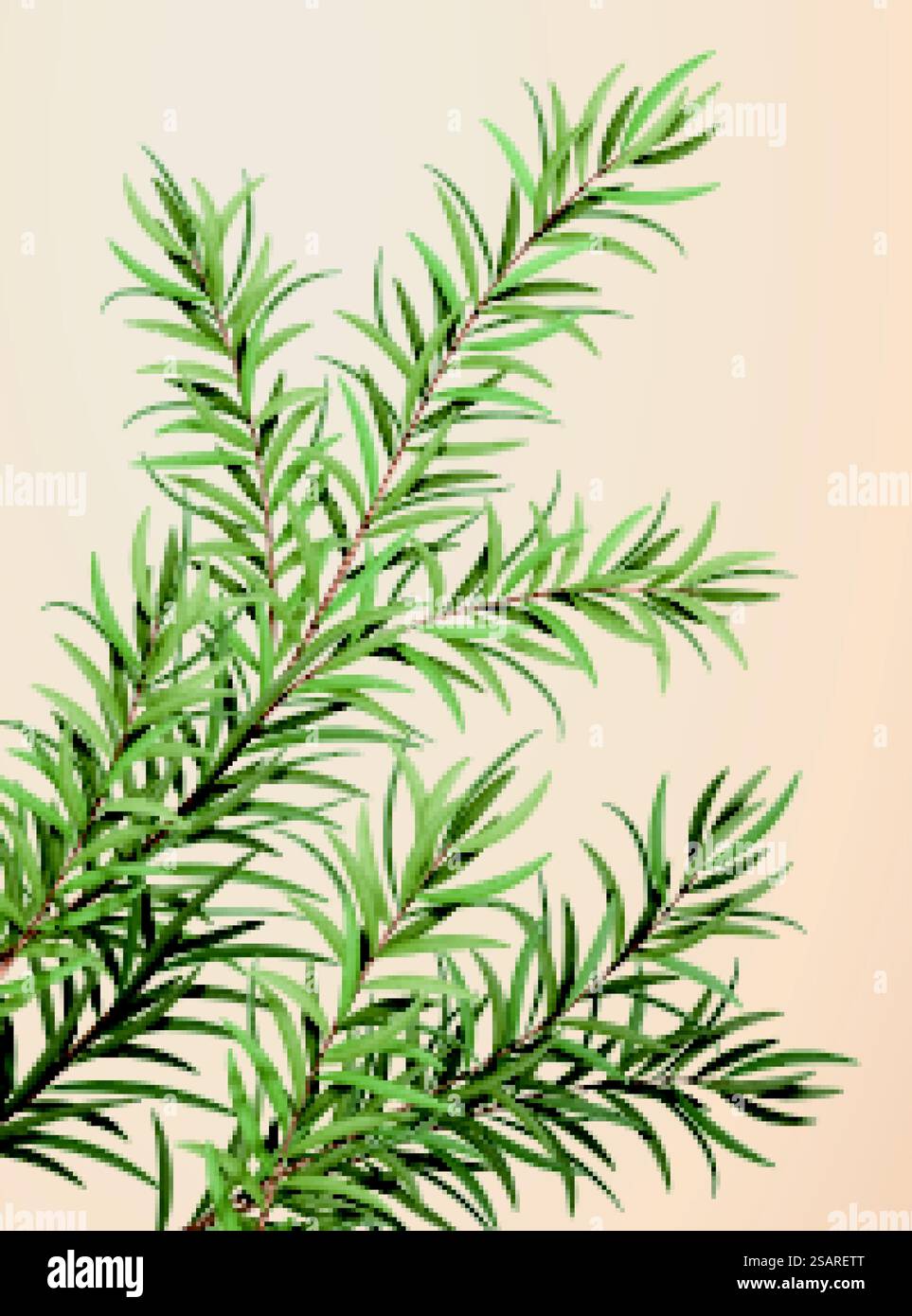 illustrazione in 3d di foglie di tea tree eteree, erbe per la medicina, cosmetici e olio essenziale, isolate su sfondo giallo chiaro. Set di foglie eteree di alberi da tè Illustrazione Vettoriale